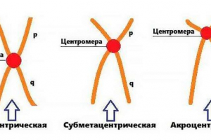 Центрометр: розташування та роль у сегрегації хромосом під час мітозу та мейозу Центрометр: розташування та роль у сегрегації хромосом під час мітозу та мейозу